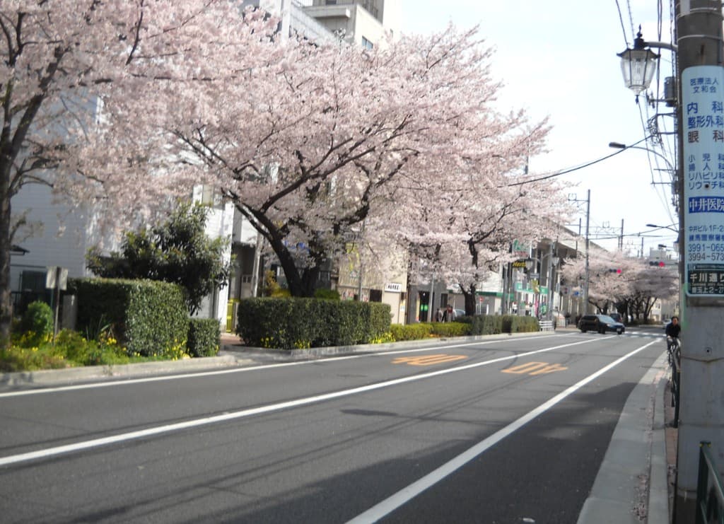 品川・目黒エリアの桜並木